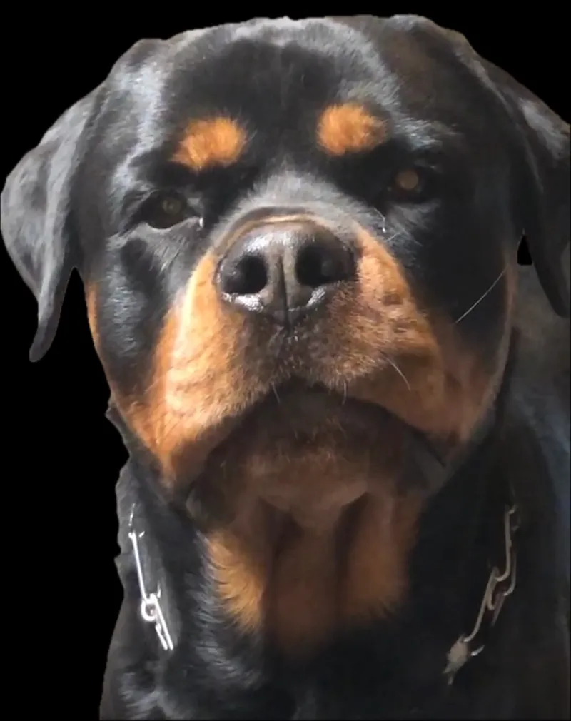 Rhaegar Meanmug